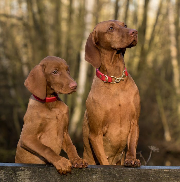 dog viszla close Two adorable Vizslas with red collars posing together in a forest setting.