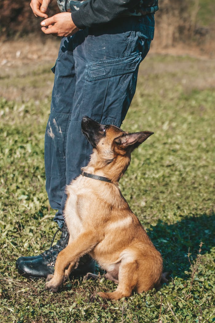 Home A loyal German Shepherd puppy learning commands outdoors, showcasing obedience and training.