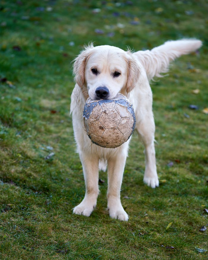 Home Adorable golden retriever holding a soccer ball in its mouth on a green lawn.