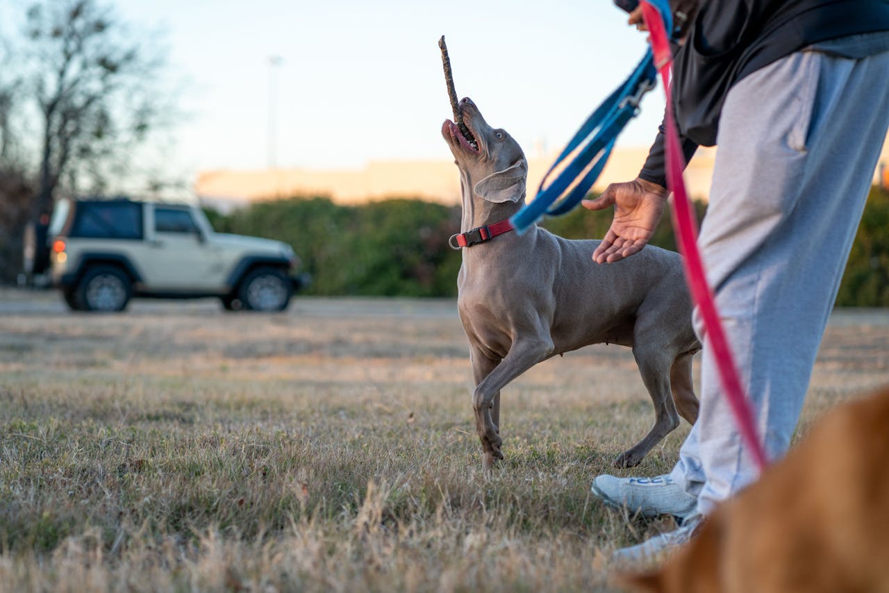Home A Weimaraner dog on a leash playing fetch with its owner in a grassy park setting.