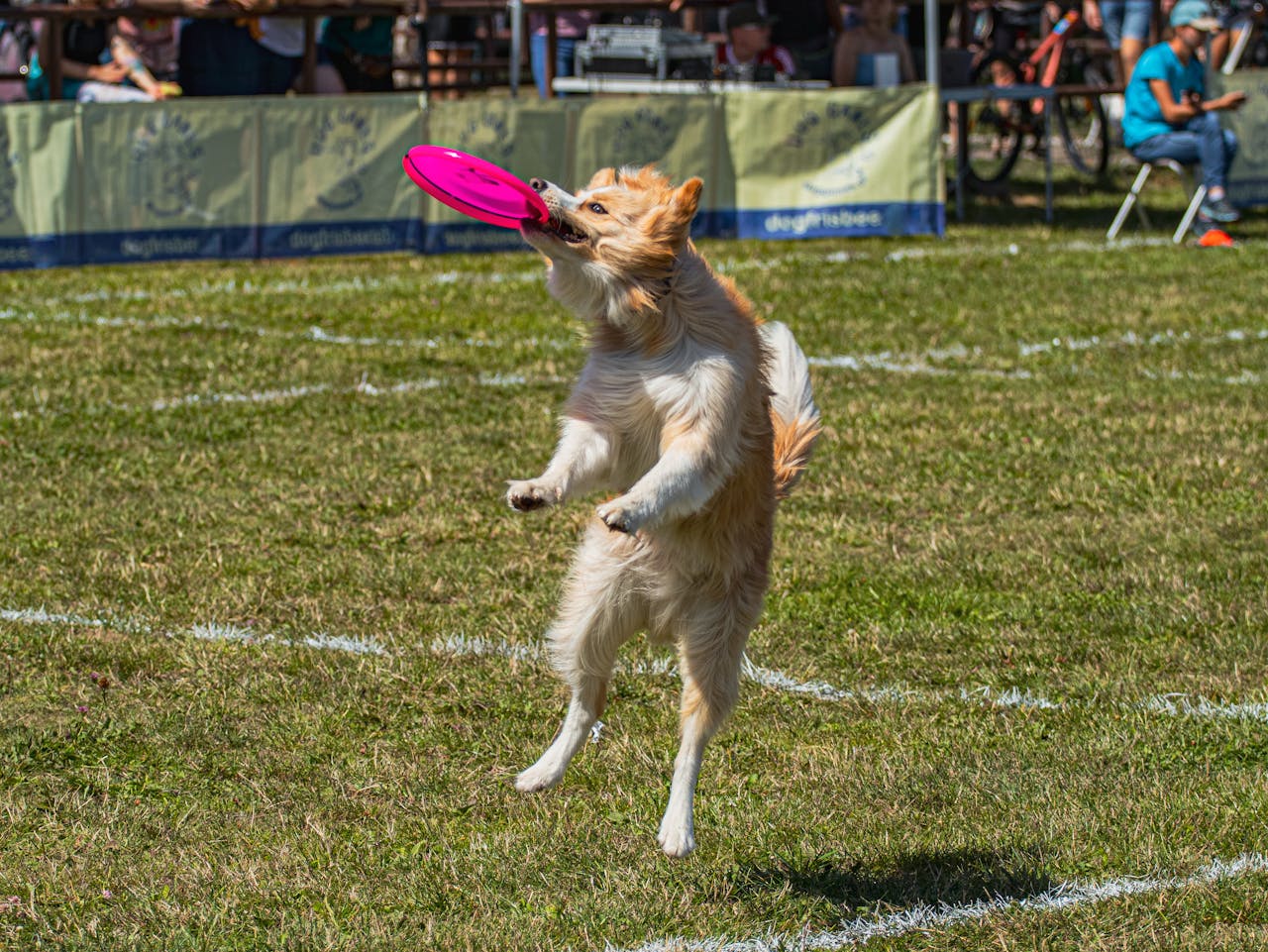 Services Dynamic photo of a playful dog catching a frisbee outdoors during a sunny day.