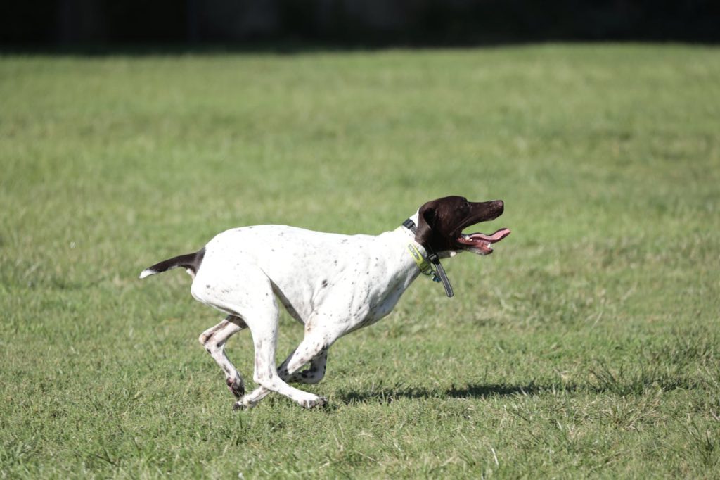 pexels photo 13731952 Dynamic shot of a German Shorthaired Pointer running energetically through a grassy field.