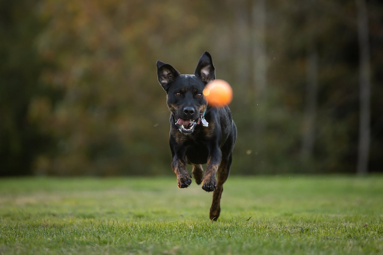 Home Energetic dog leaping after an orange ball on a grassy field, showcasing playful spirit.