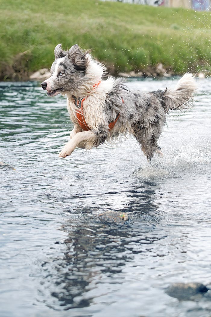 Home Tricolour Border Collie joyfully jumping in water, displaying agility and energy.