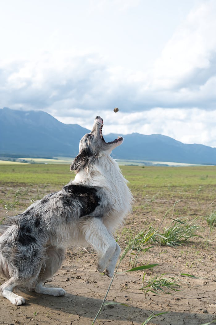 Services A lively border collie jumping to catch a ball in a scenic outdoor landscape.