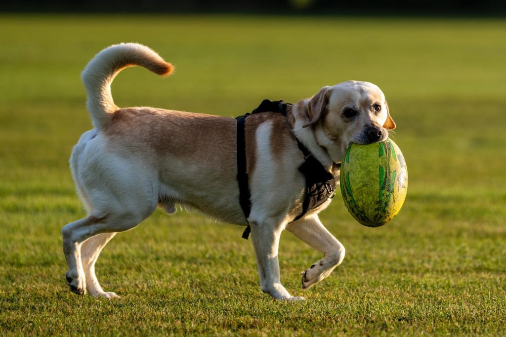 pexels photo 34122543 Labrador Retriever joyfully plays with a rugby ball on a sunny day in the park.