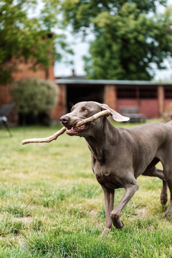 pexels photo 4750000 A playful Weimaraner dog running with a stick in a sunny backyard.