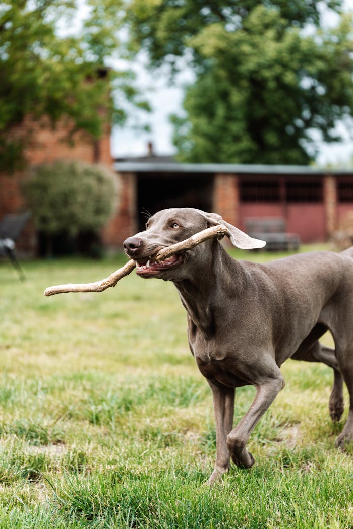 get-in-touch A playful Weimaraner dog running with a stick in a sunny backyard.