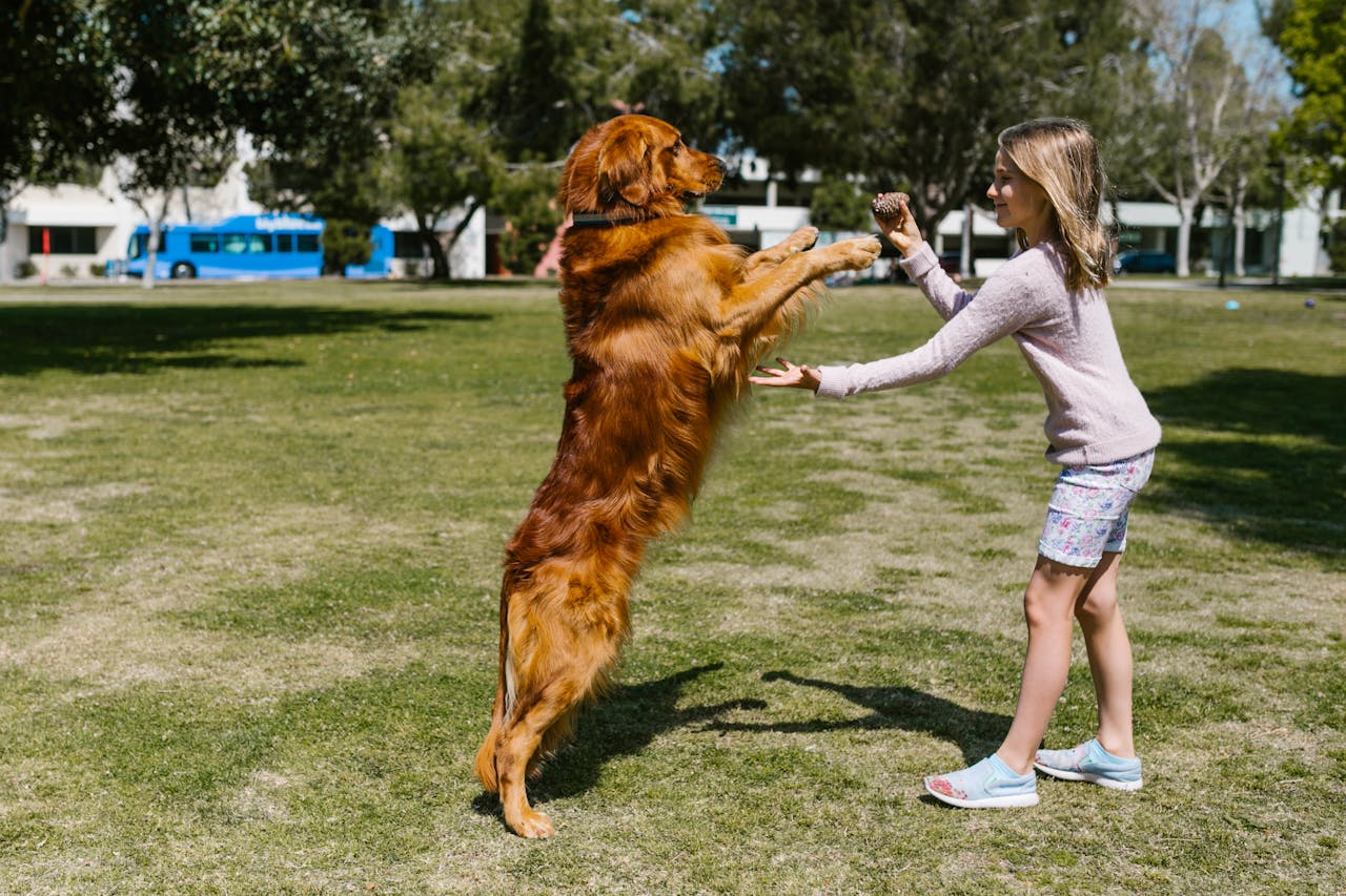 Services Young girl playing with a golden retriever outdoors. Fun and playful moment captured in a park setting.